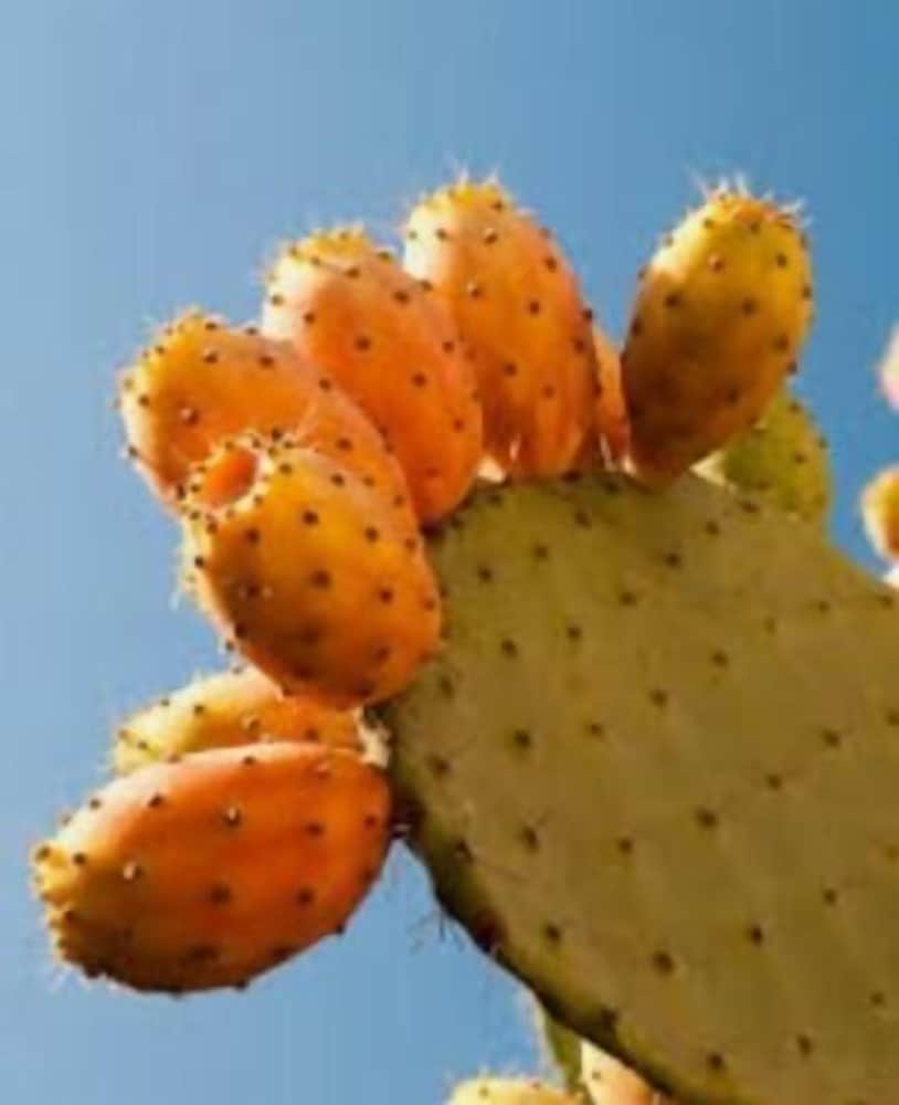 Фото Charouda Stone Tower