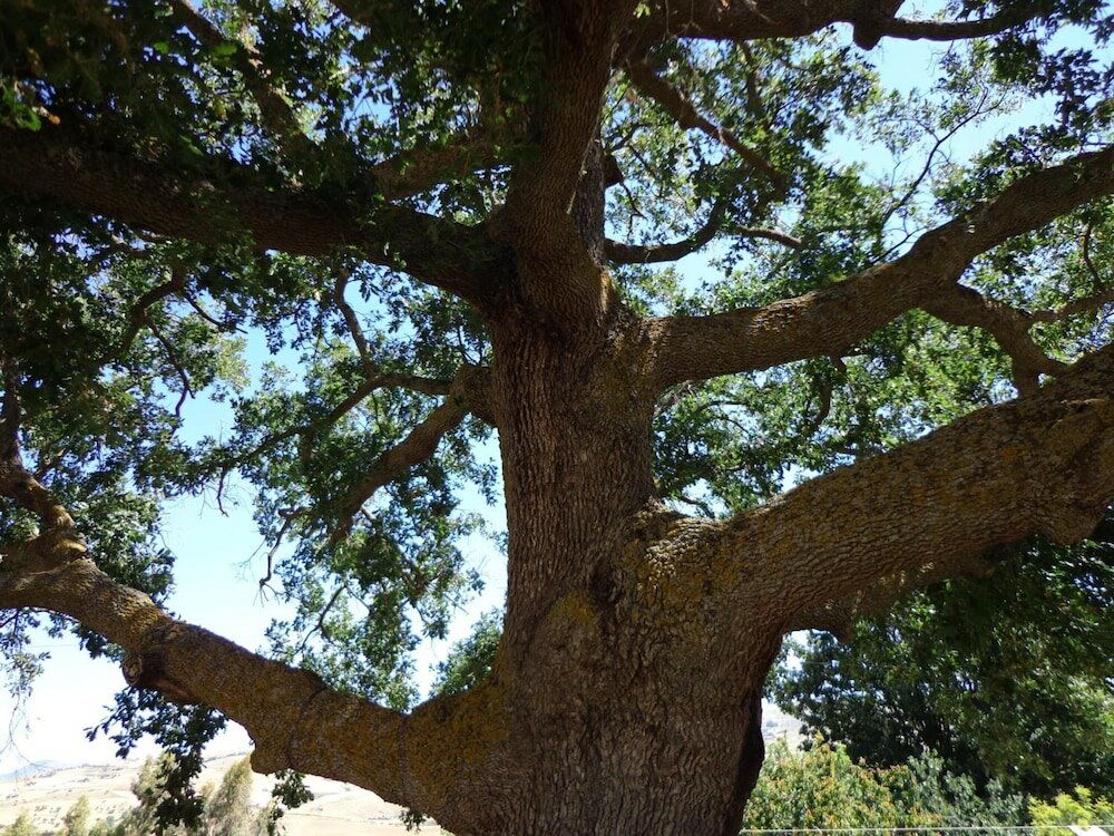 Фото Agriturismo San Pietro