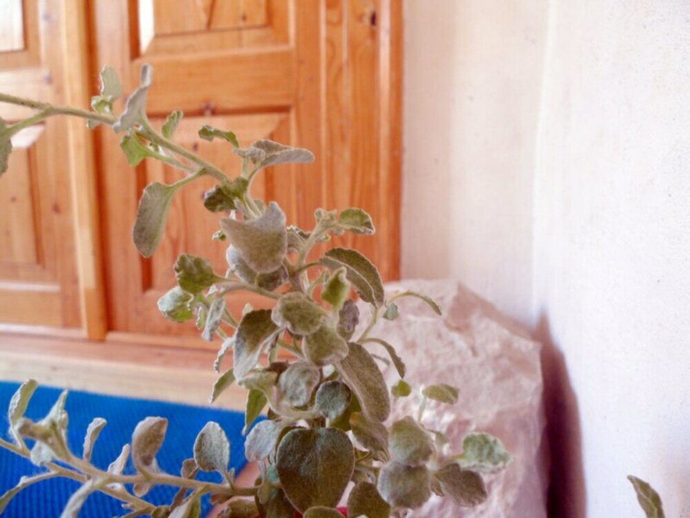 Фото Apartment Avalon