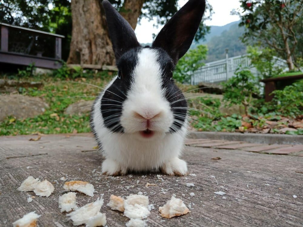 Фото Lily Village