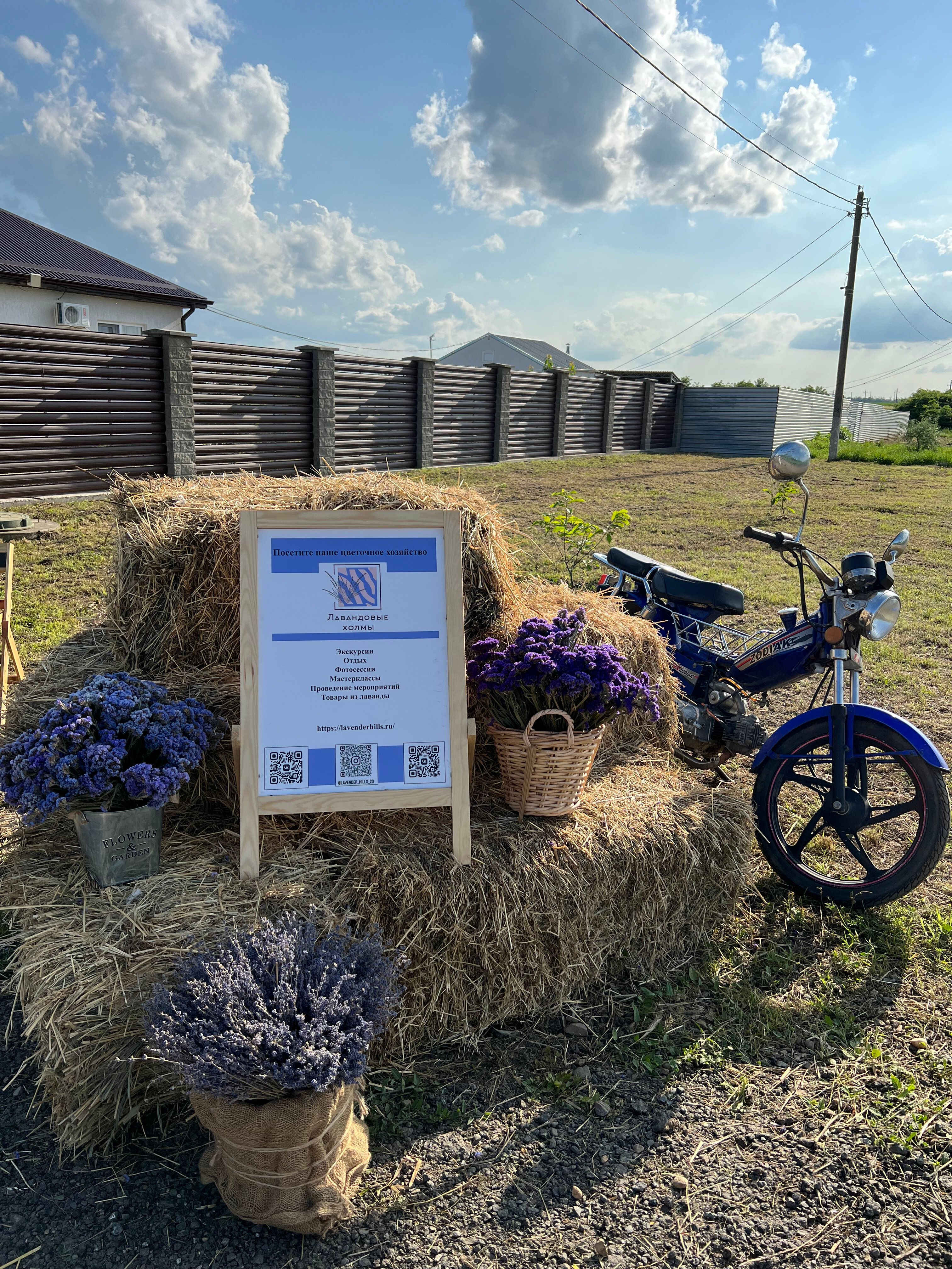 Фото Лавандовые холмы