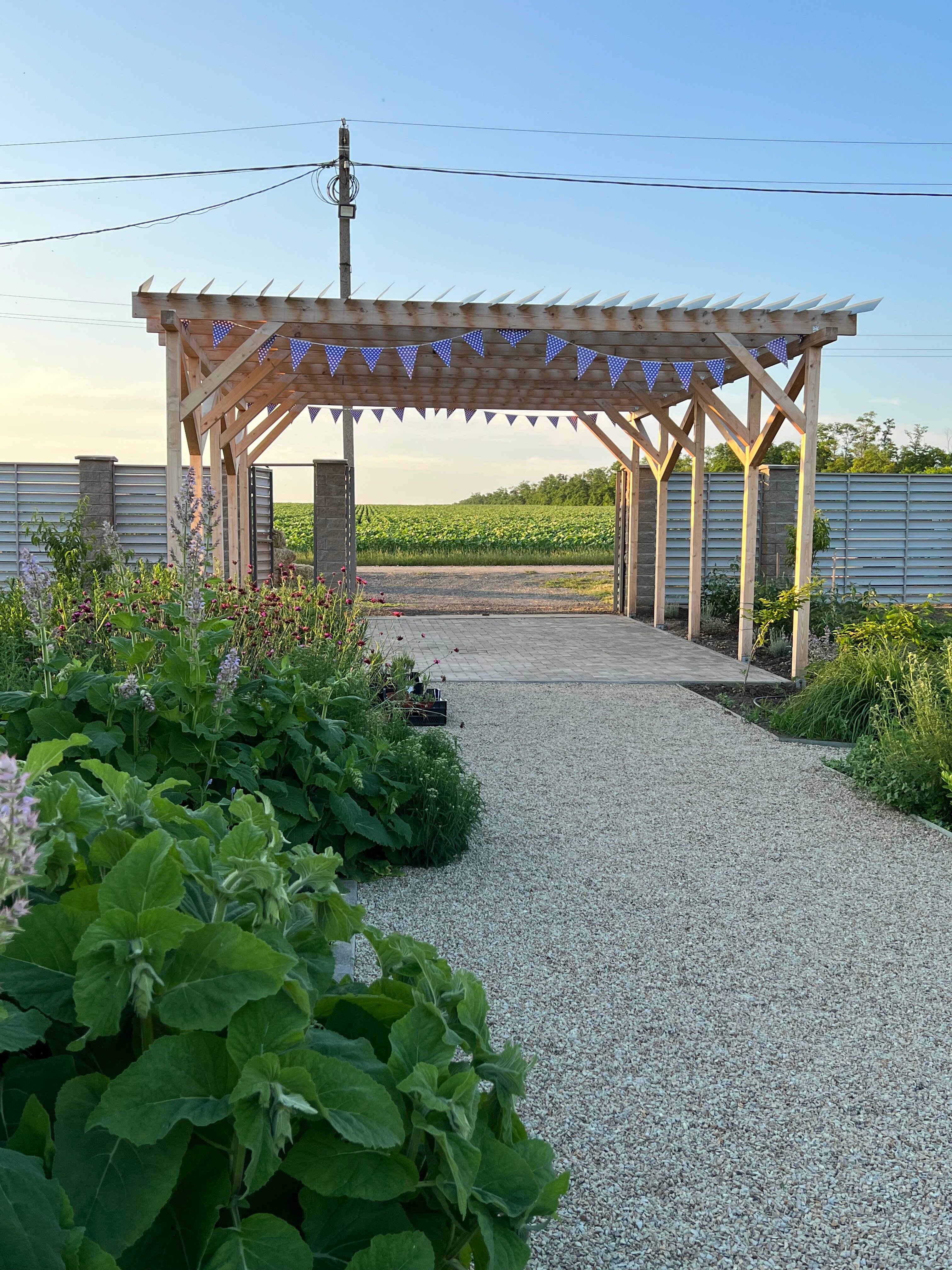 Фото Лавандовые холмы