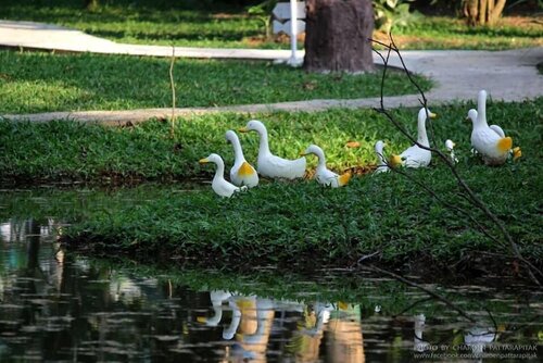 Гостиница Alongkorn Farm and Resort