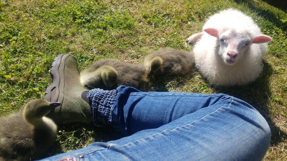 Фото Ytra Lón Farm Lodge