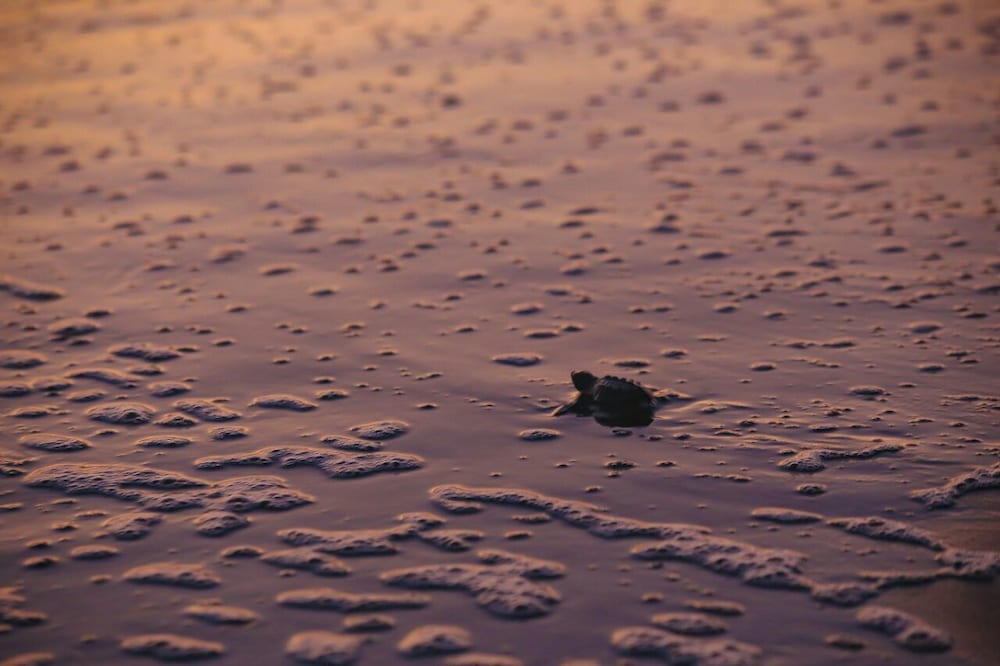 Фото Casa Margarita Hotel And Paradise