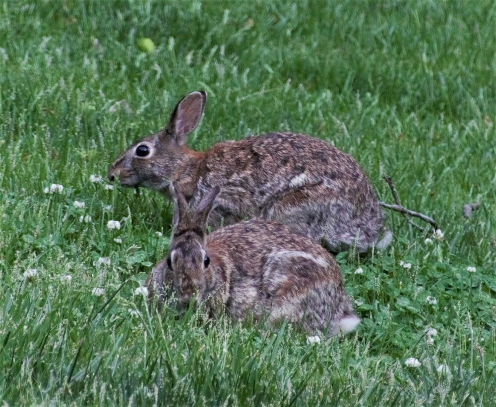 Фото Makanda Inn & Cottages