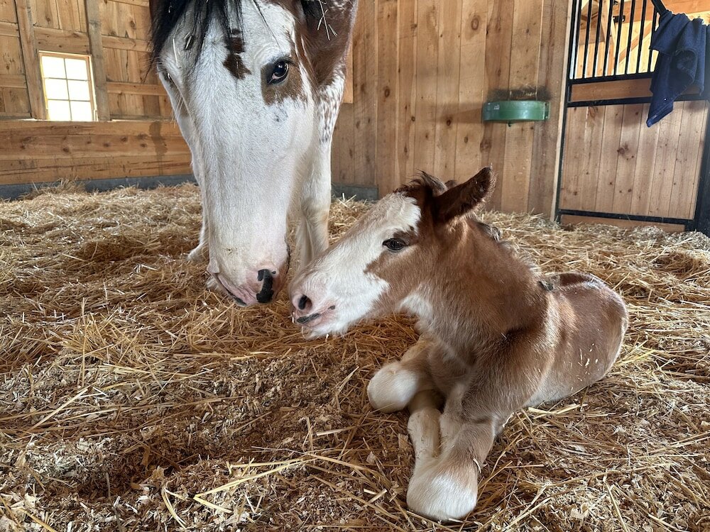 Фото Clydesdale Outpost
