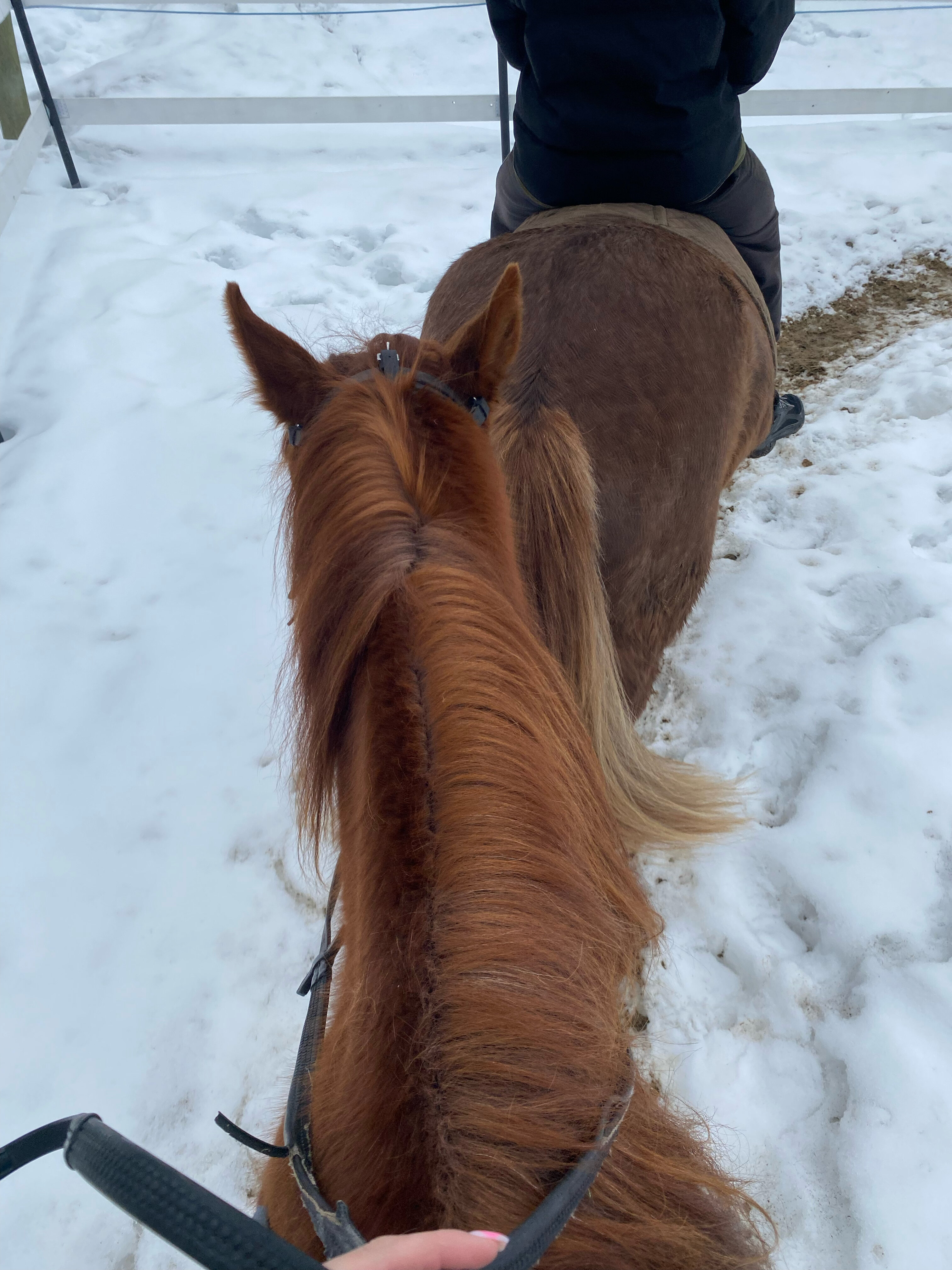 Фото Конюшенный двор