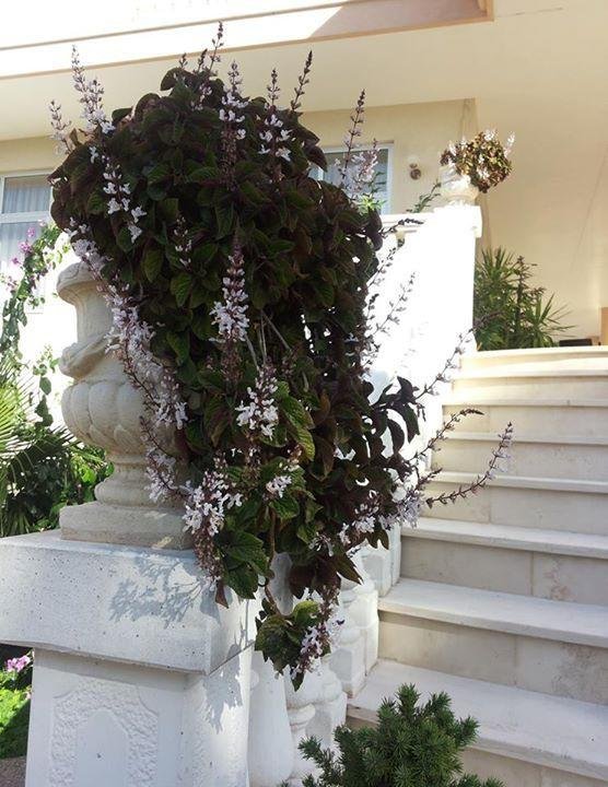 Фото Hotel Ristorante Punto Verde