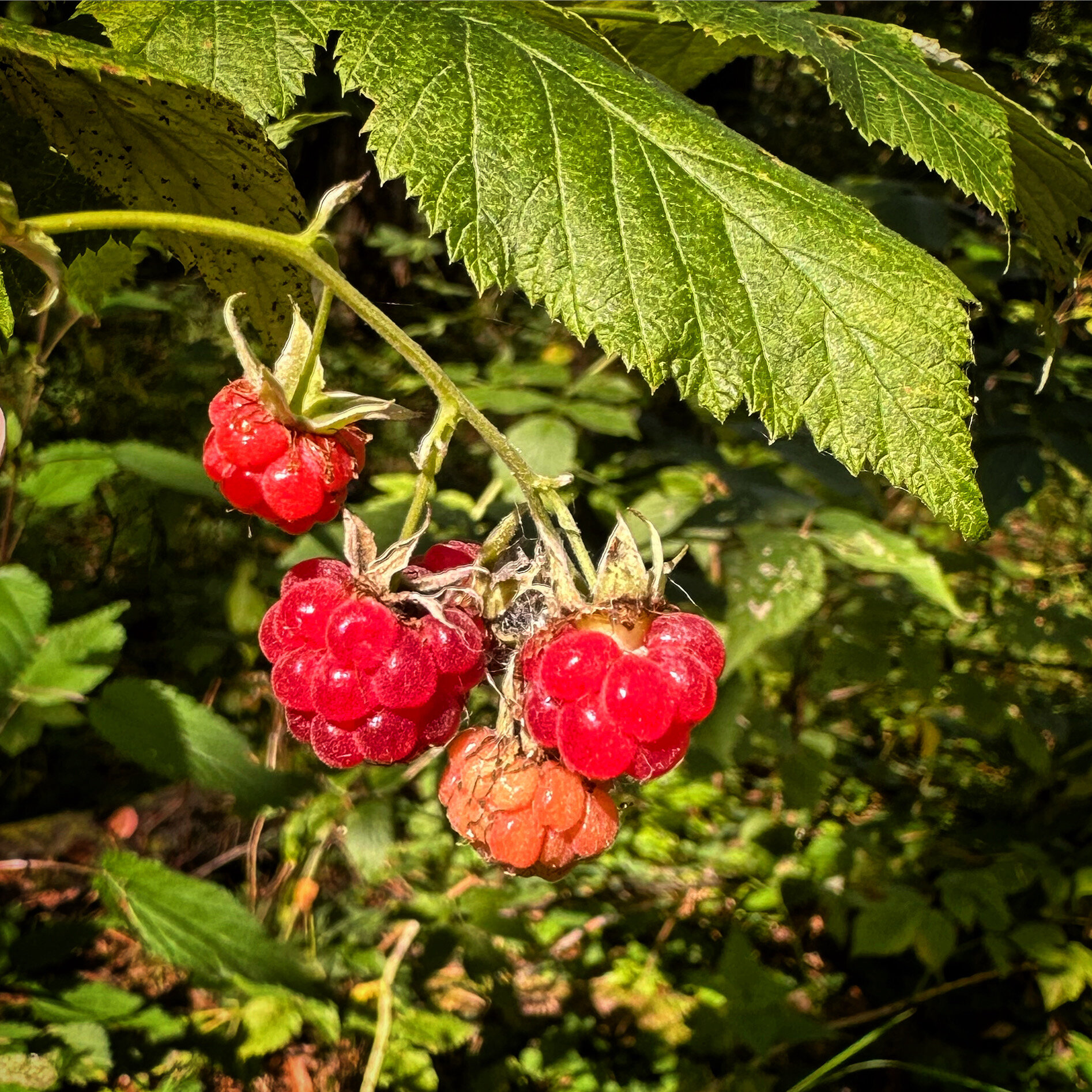 Фото Дом в лесу
