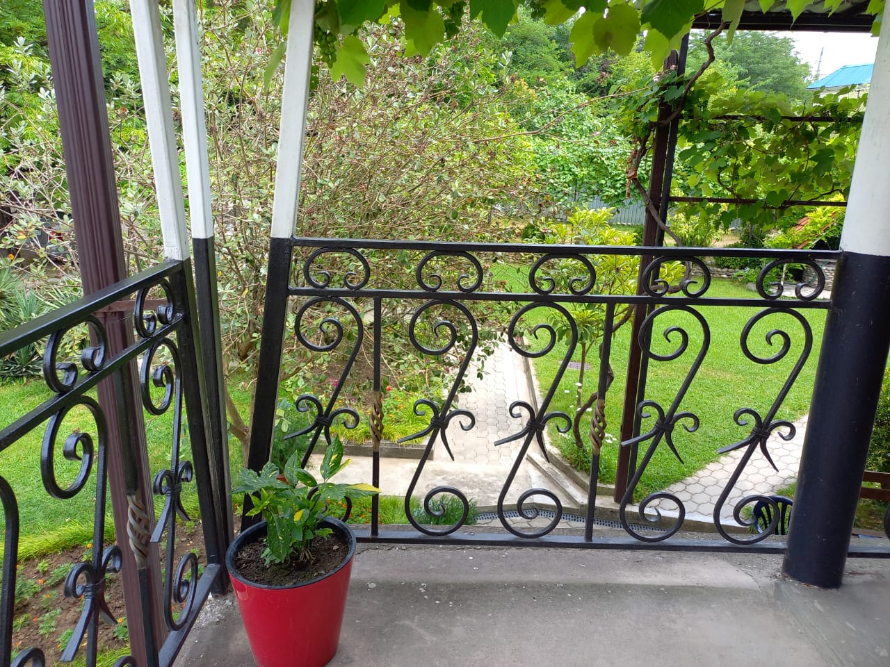 Фото Салангана