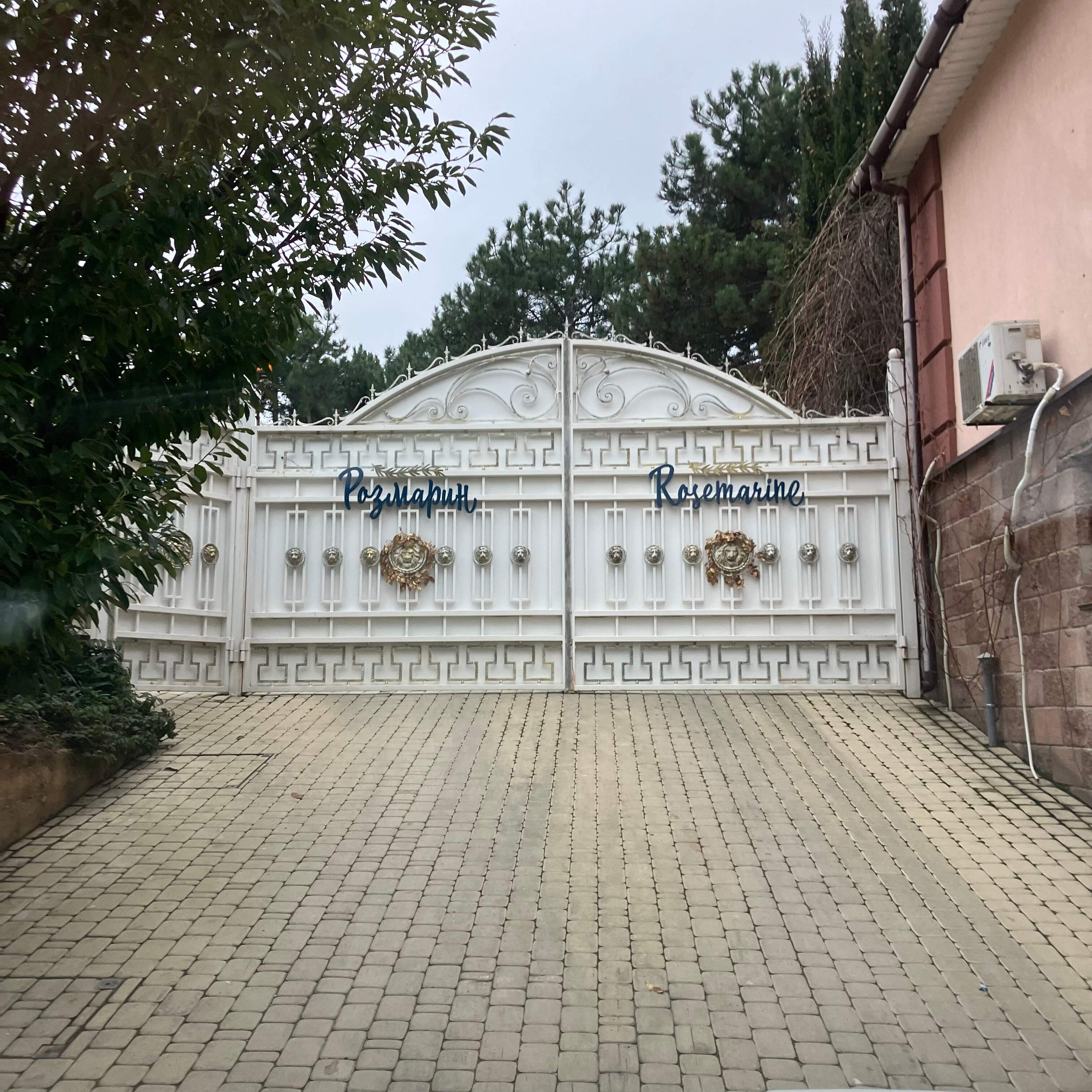 Фото Розмарин