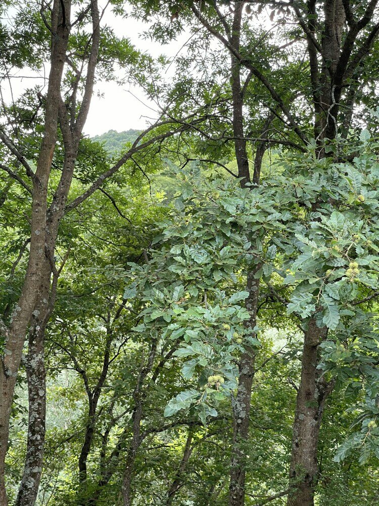 Фото Casale Cipriani