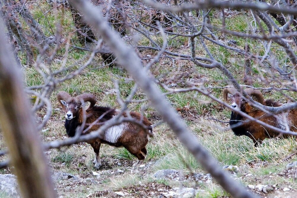 Фото Mansarda Viti
