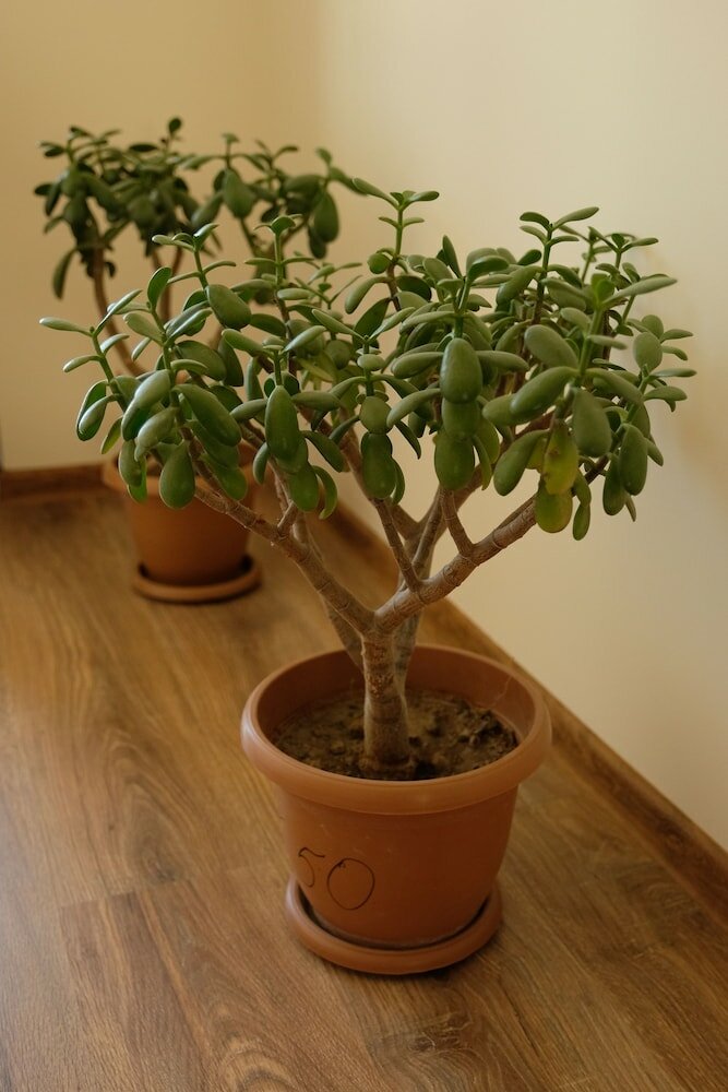 Фото Seva Vegetarian Guesthouse in Byurakan