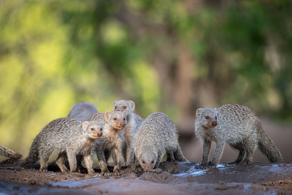 Фото Shalimpo Safari - Mashatu Game Reserve
