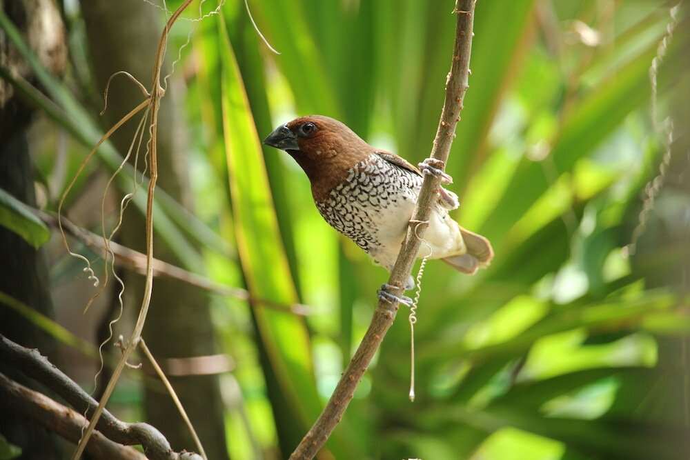 Фото The Anchorage Holiday Apartments Negombo