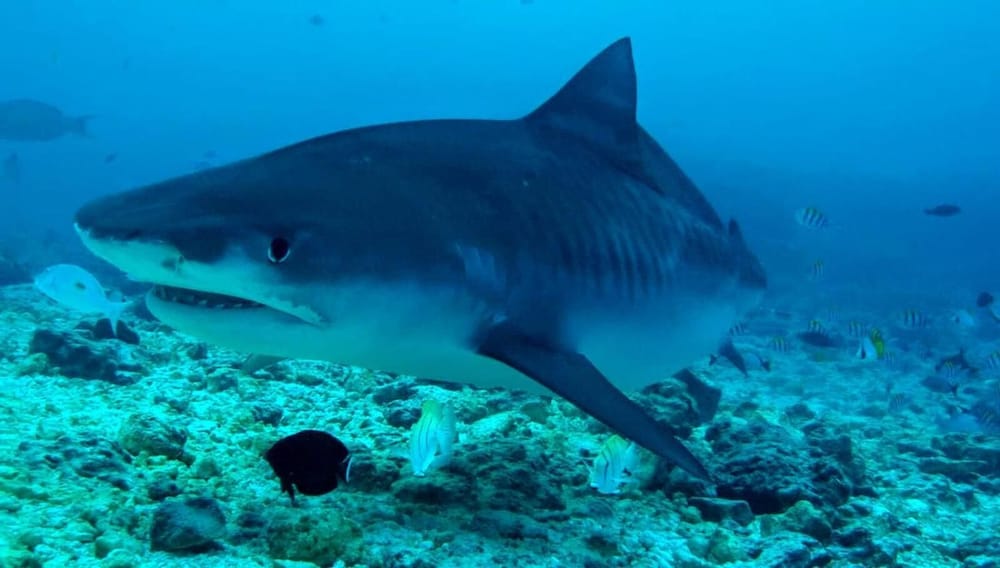Фото Fuvahmulah Inn