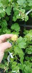Ногинский питомник декоративных культур (ploshchad Lenina, 17), garden center