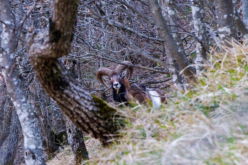 Фото Mansarda Viti