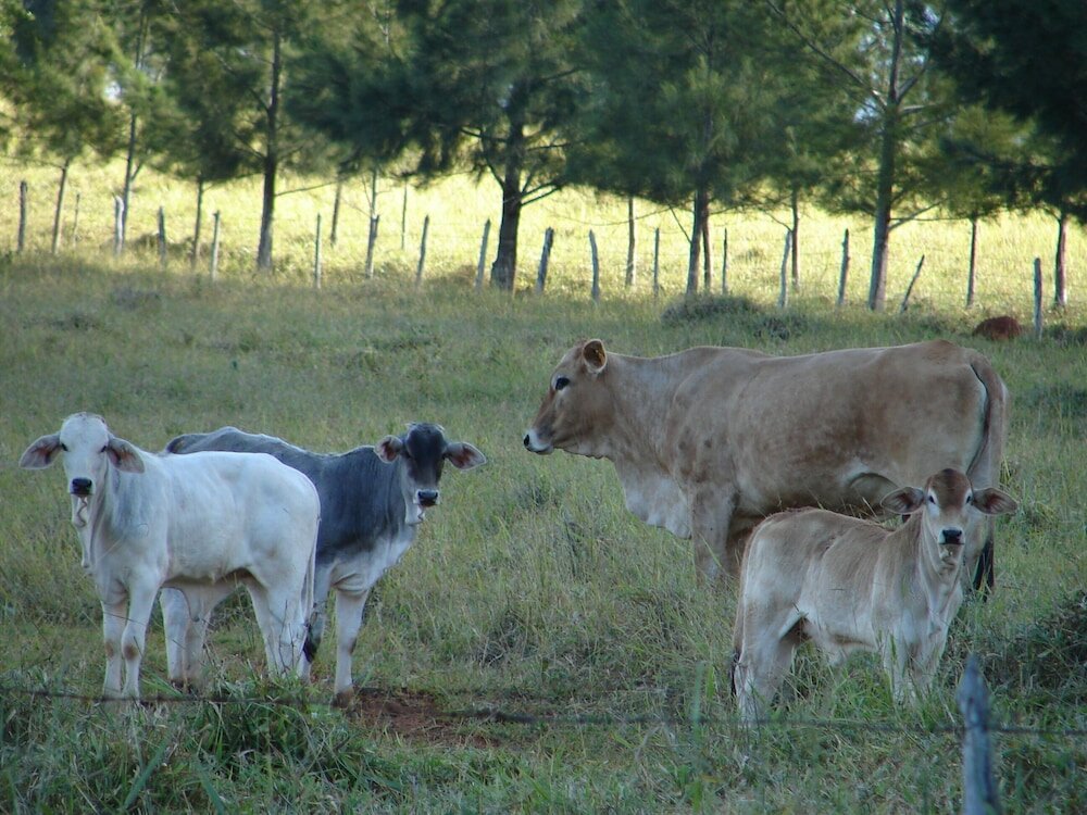 Фото Hotel Fazenda Vale Formoso