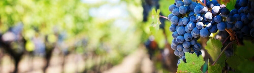 Фото Gillham Vineyard Hotel - Adults Only