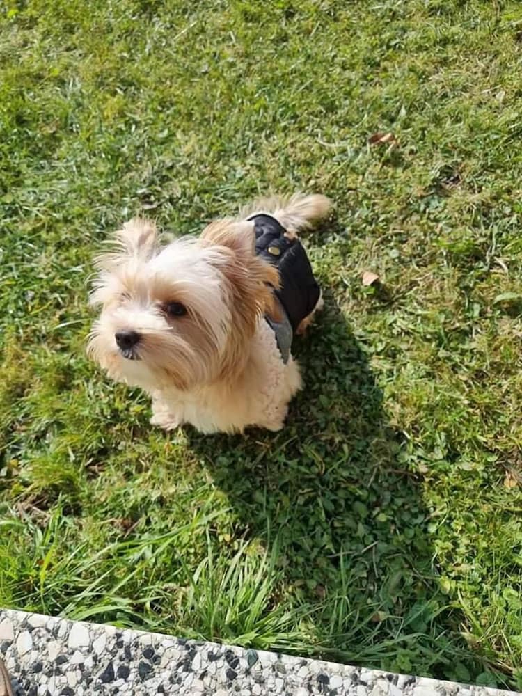 Фото Guest House & Rooms Chris Toros