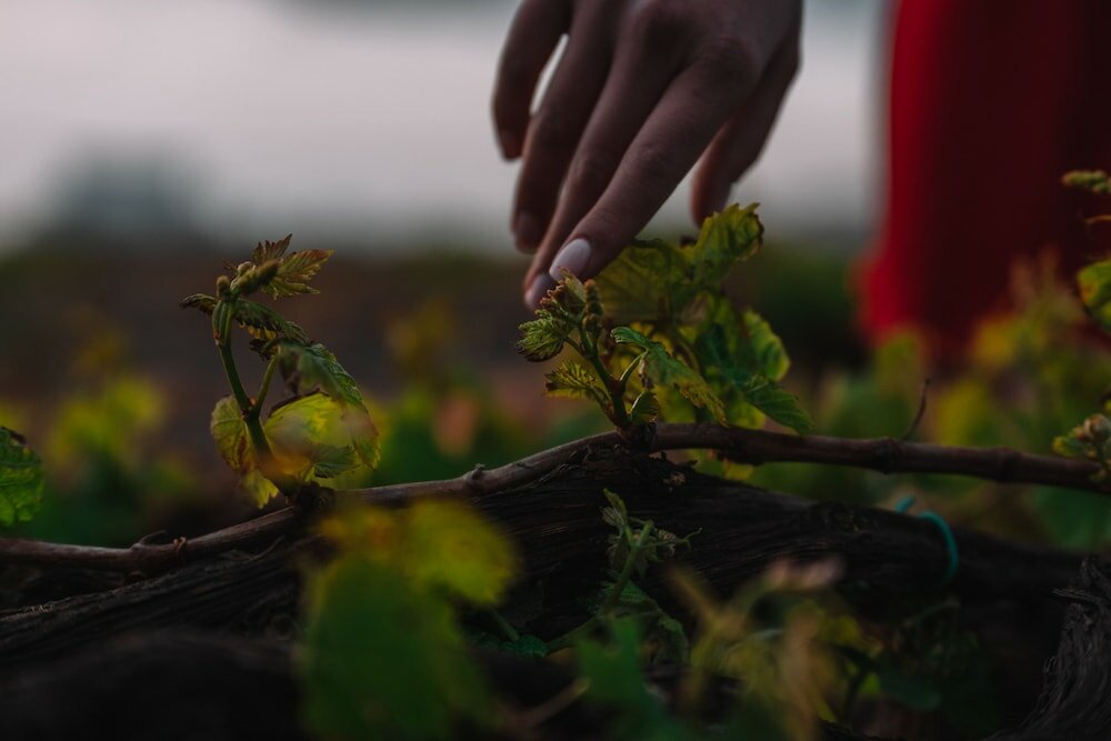 Фото Nelya Suites