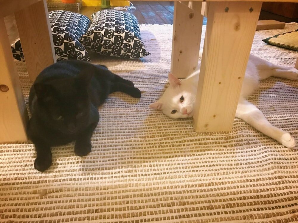 Фото Mad Cat Hostel Osaka & Bar