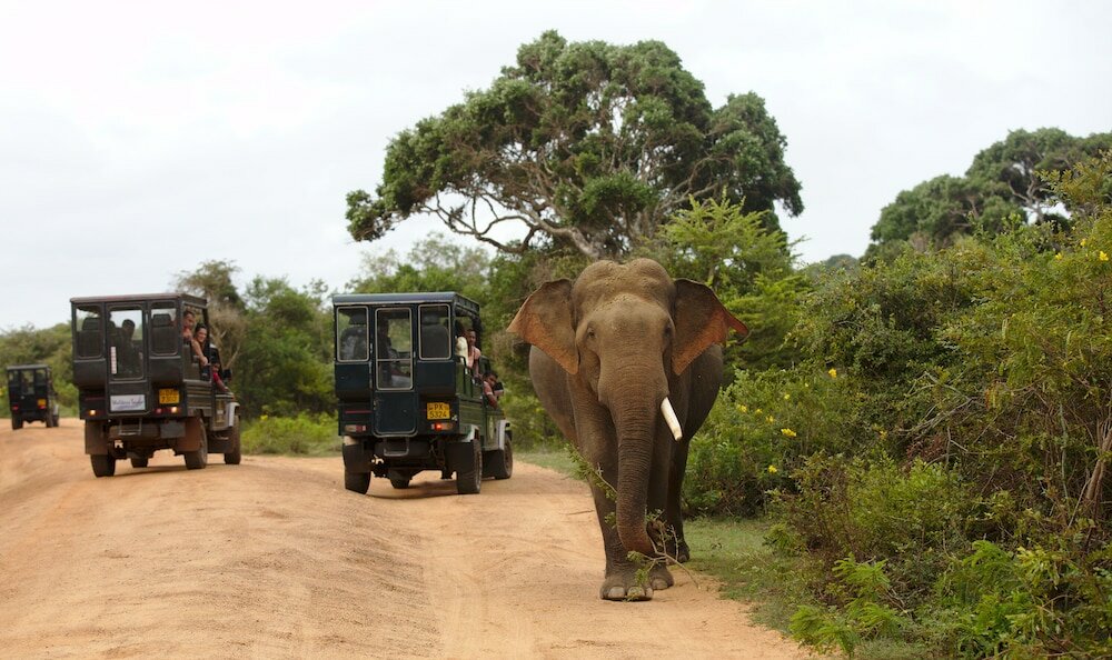 Фото Naturehawks Safari Villa Yala