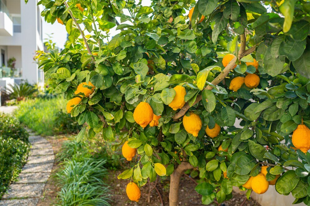 Фото Lilium Apartment