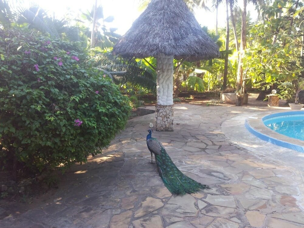 Фото Dream of Africa Cottages Kanamai