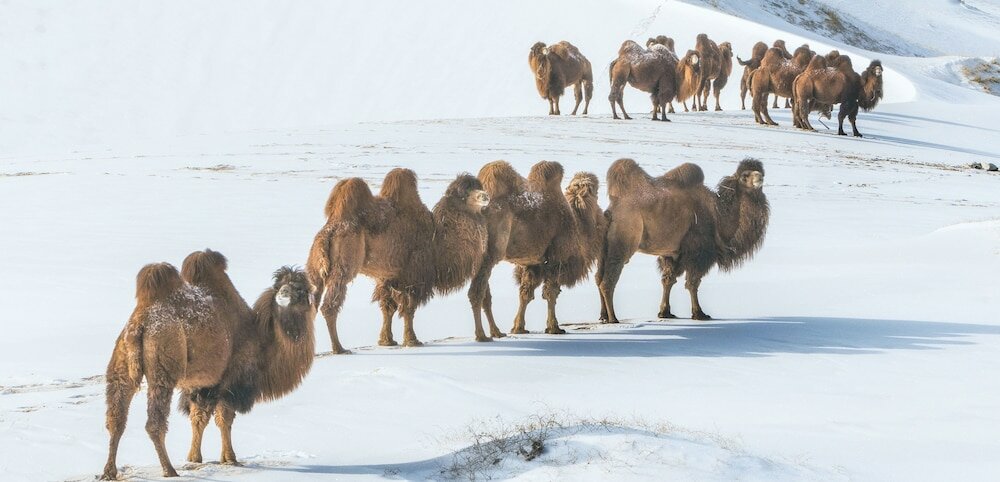 Фото Mongolian Vision Tours