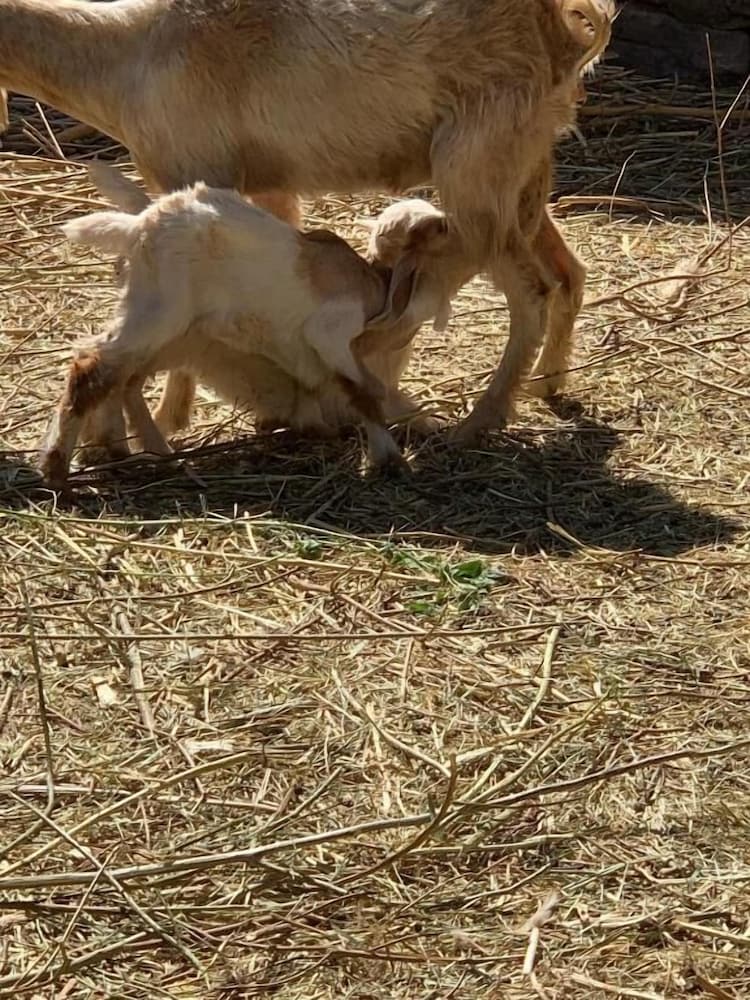 Фото Nubian Farm