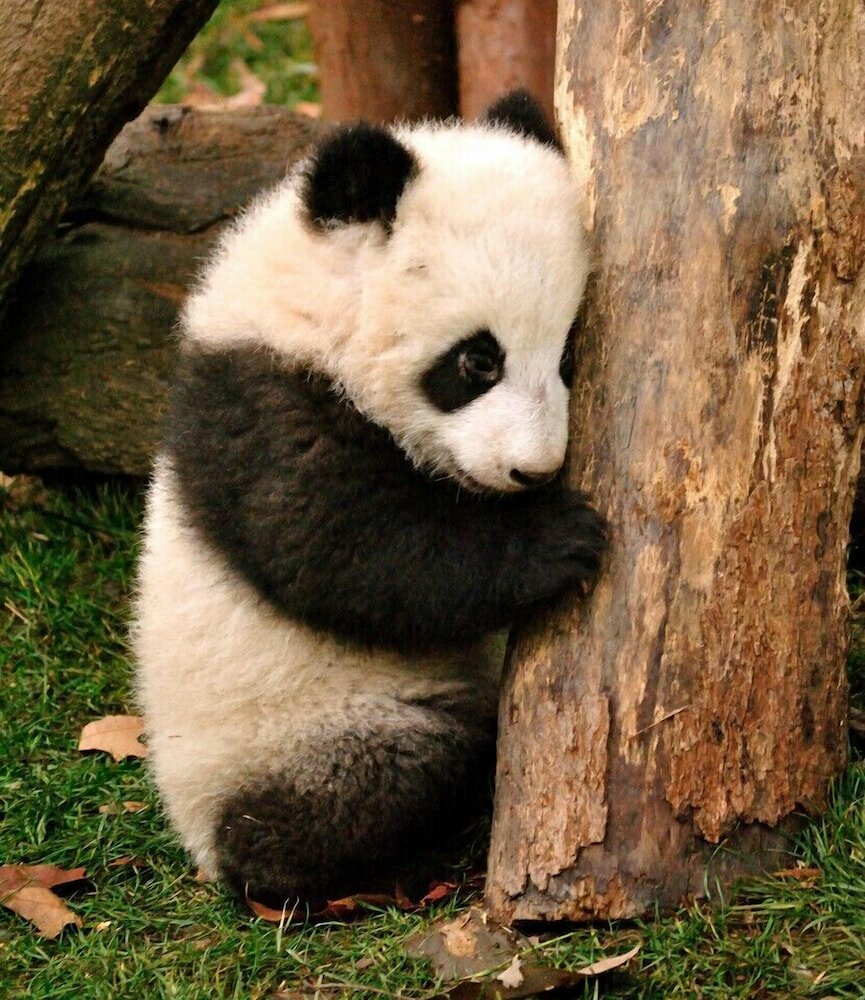 Фото Chengdu Wenjun courtyard Hotel