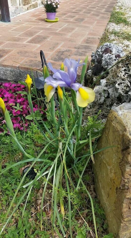 Фото Agriturismo La Marianella