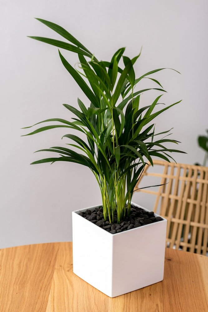 Фото White Curves