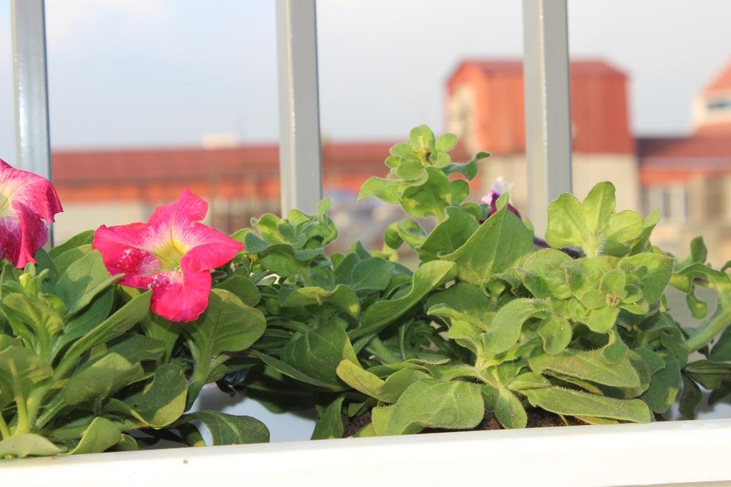 Фото Bella Rosa Hotel & Travel