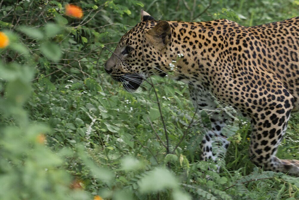Фото Funky Leopard Safari Lodge Bordering Yala National Park - Hostel