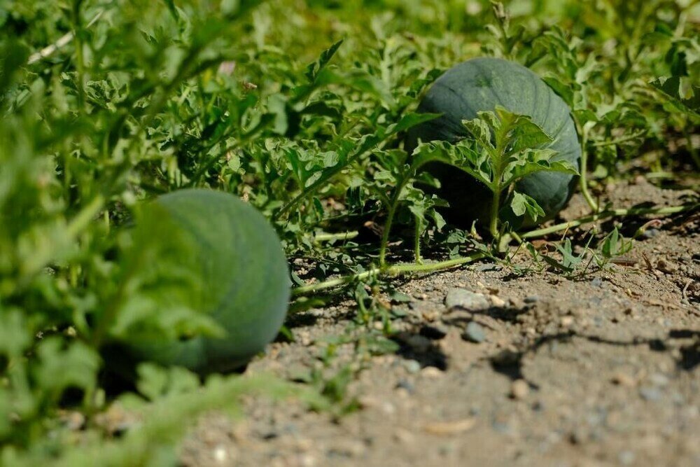 Фото Seva Vegetarian Guesthouse in Byurakan