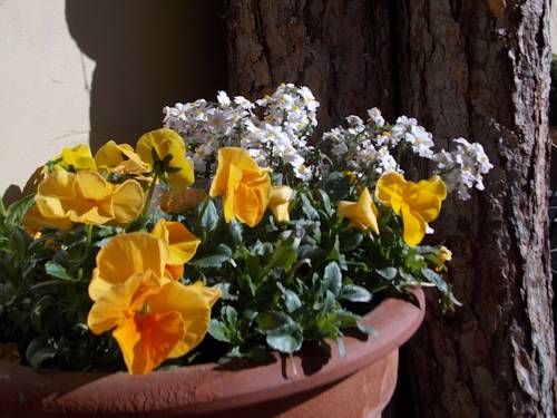 Фото Hotel Primula