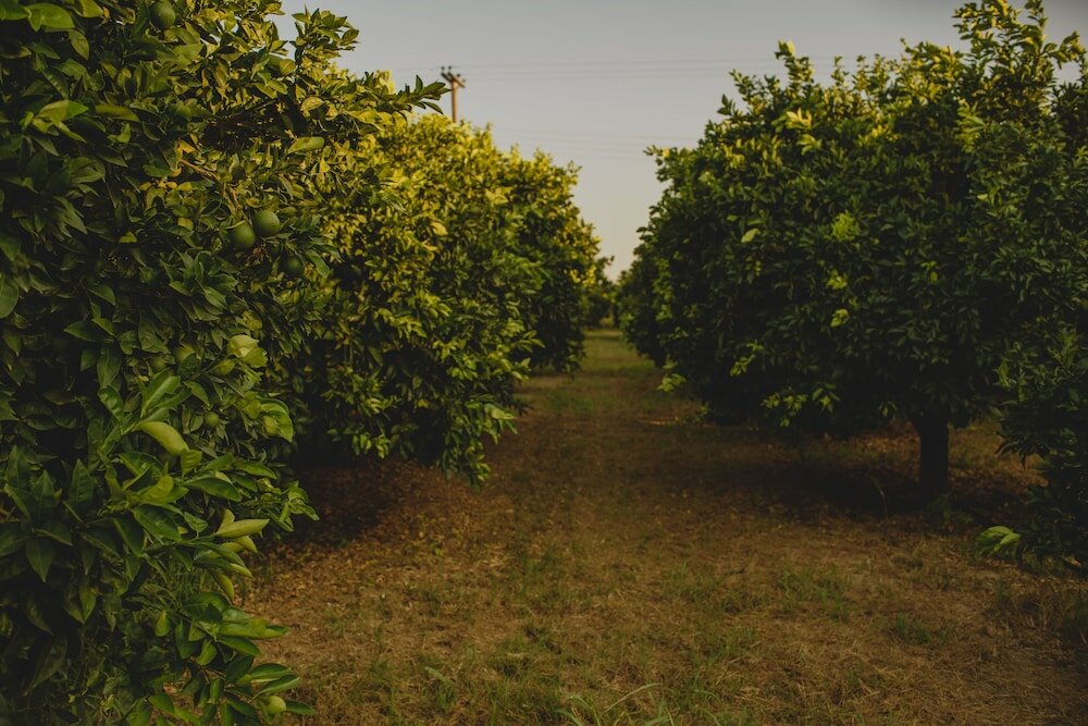 Фото Orangia Ecohosting Farm