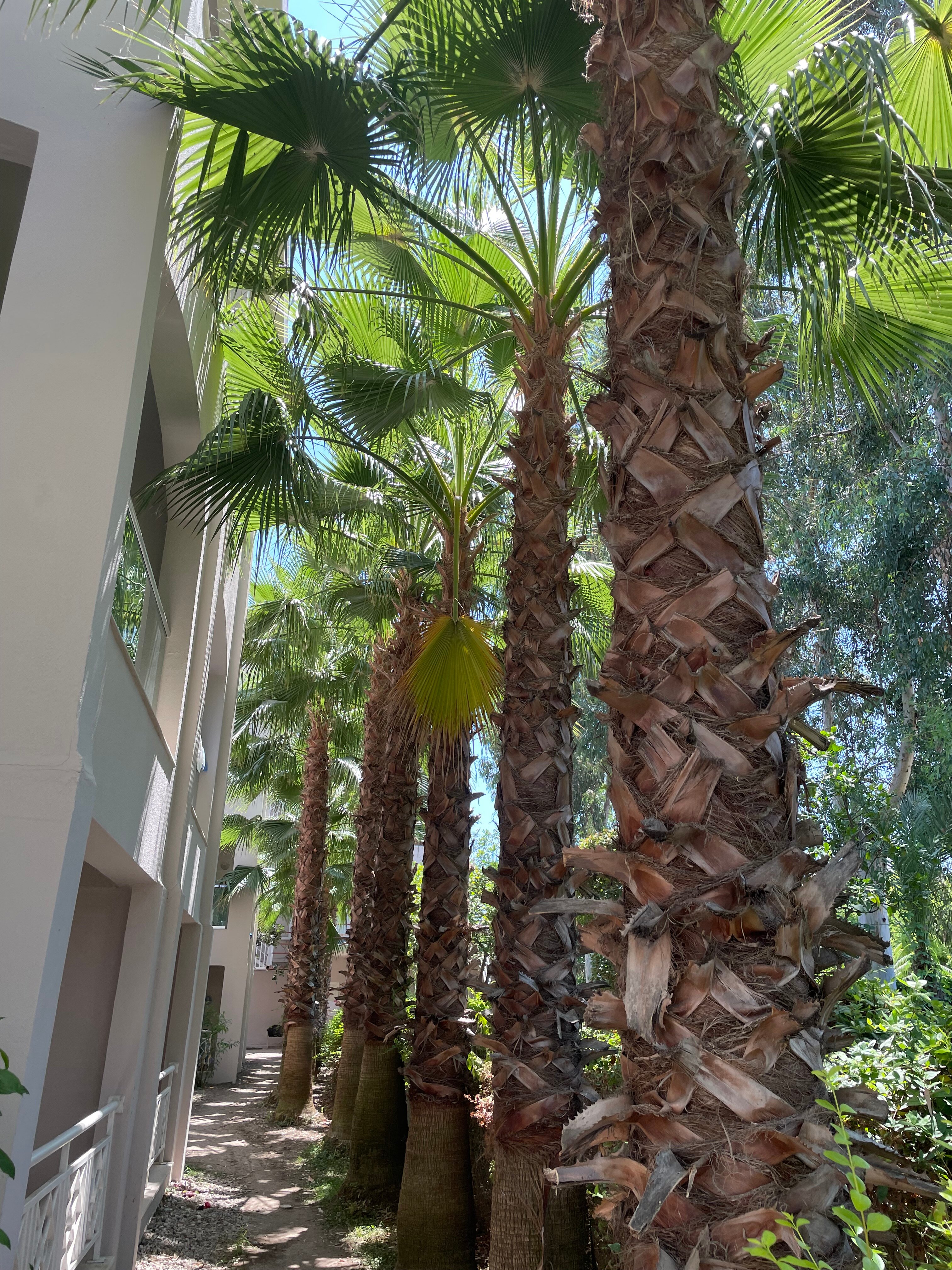 Фото Greenwood Kemer Resort