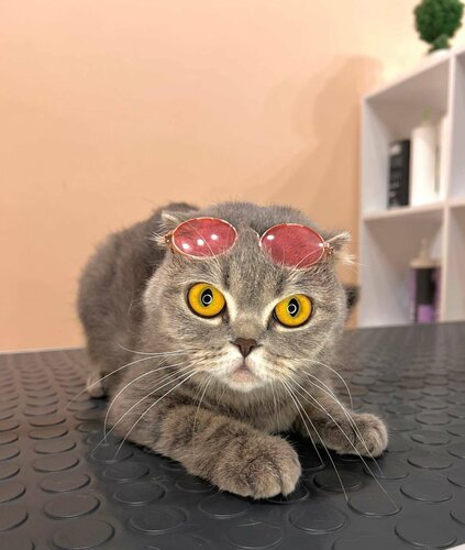 Evcil hayvan kuaförleri Lapulya, Sevastopol, foto