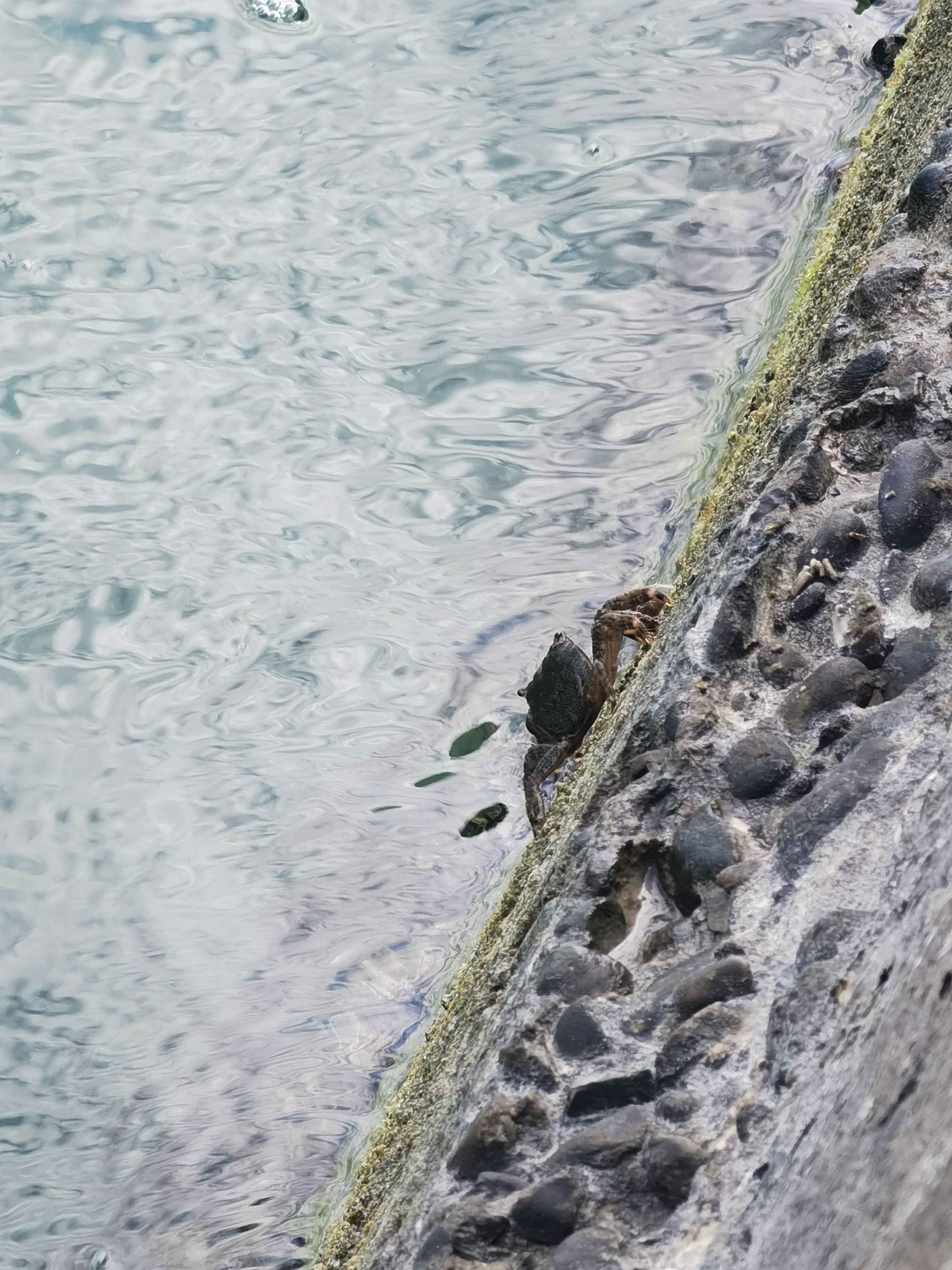 Фото Феникс