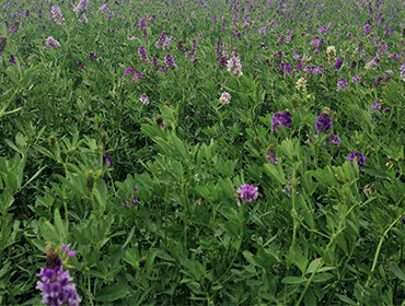 Seed shop Unuvar Seed Screening Facility, Konya, photo