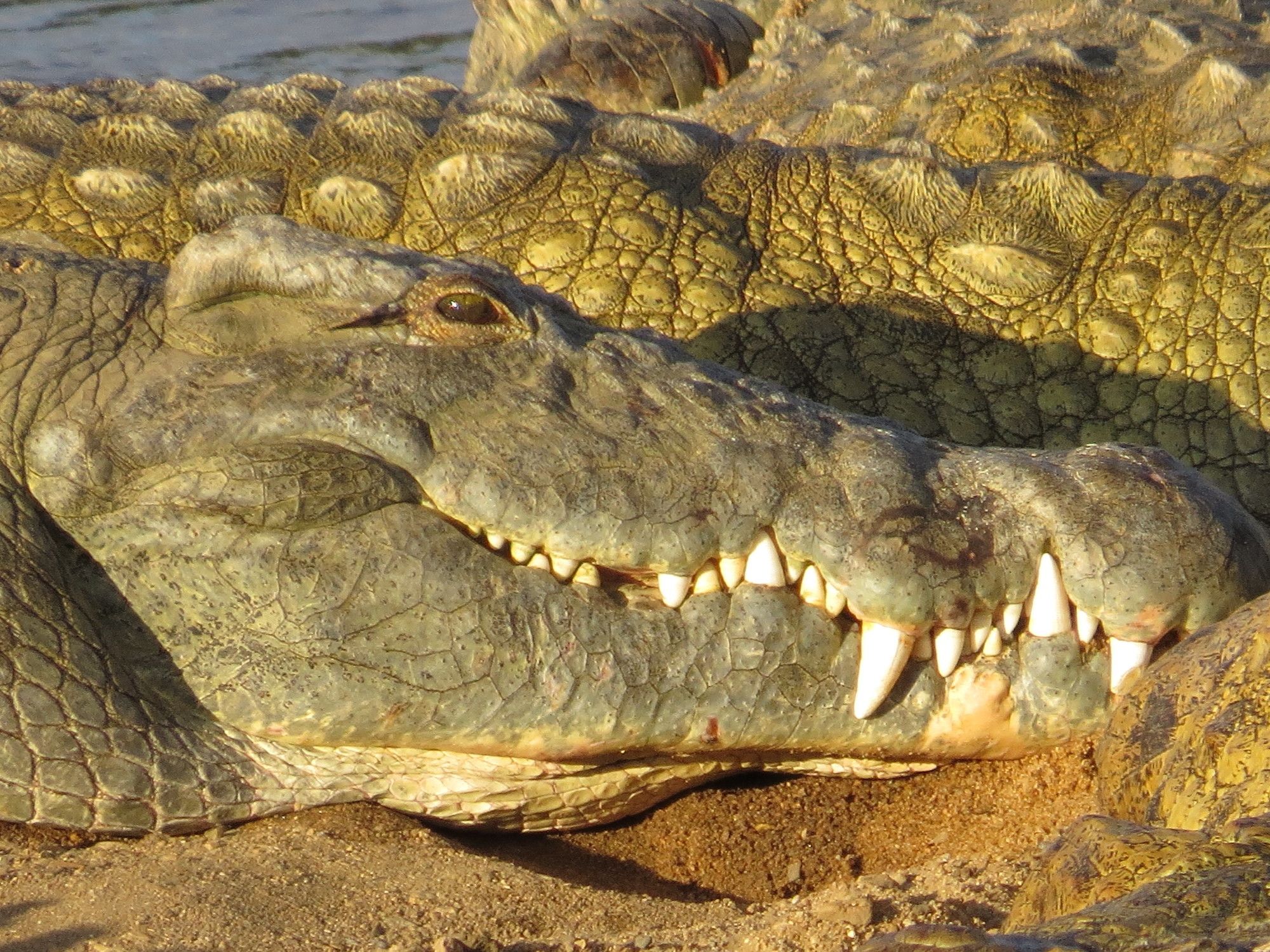 Фото Crocodile Bridge Safari Lodge
