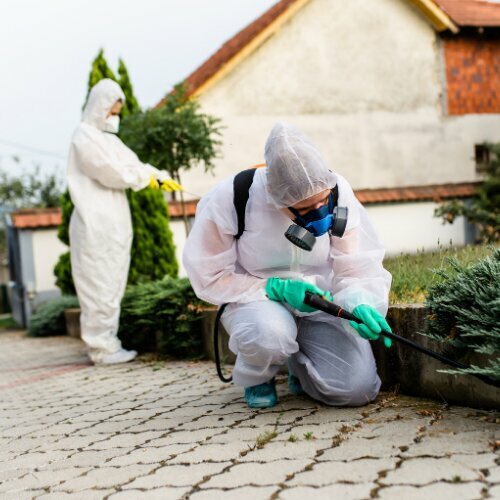 Disinfection, disinsection, deratization Hmz Pest Control, Izmir, photo