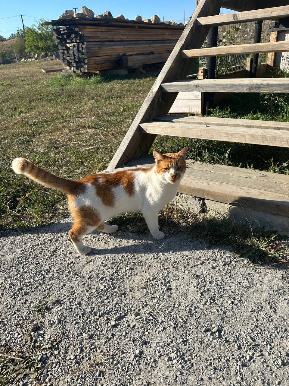 Фото Зарянка