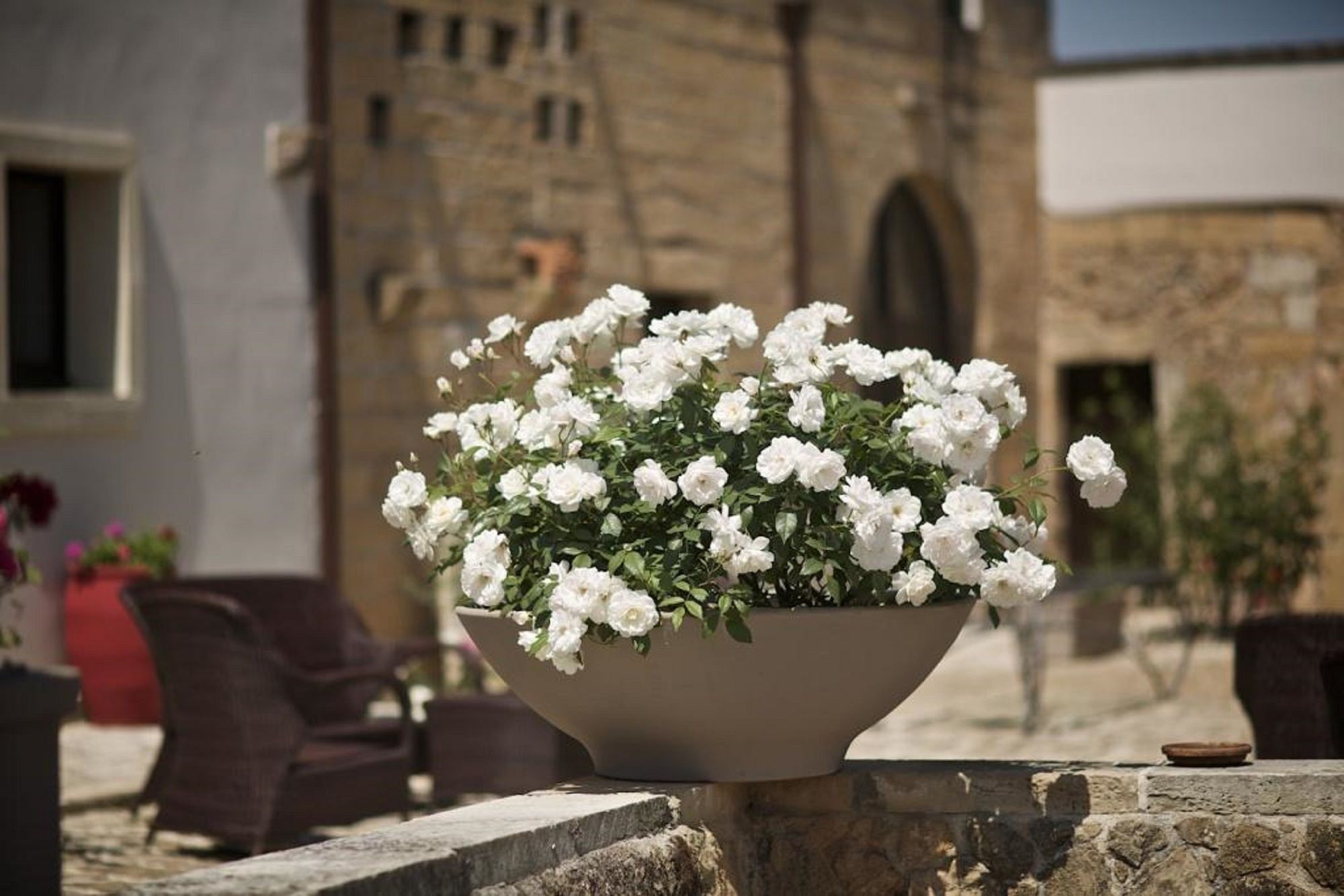 Фото Tenuta Monacelli Lecce